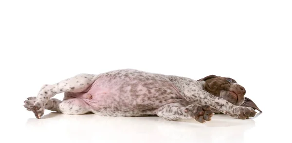 Puppy resting — Stock Photo, Image