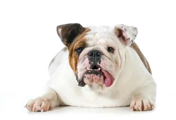 İngilizce Bulldog — Stok fotoğraf