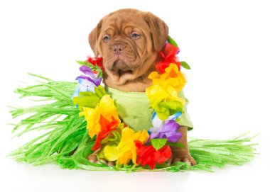 Hula köpek