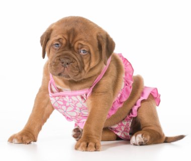 dişi köpek yavrusu