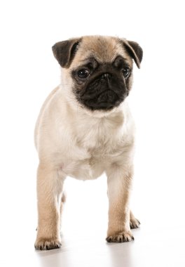 Şirin köpek.