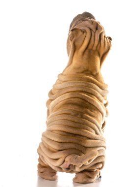 chinese shar pei  clipart