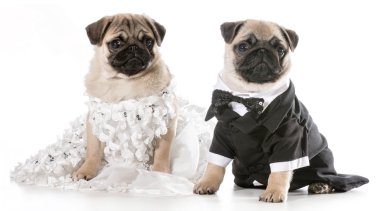 köpek gelin ve damat