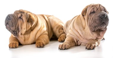 two chinese shar pei puppies clipart