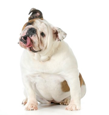 İngilizce Bulldog