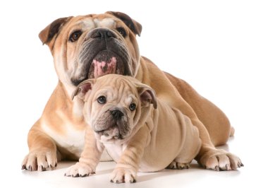 Baba ve oğul köpekler