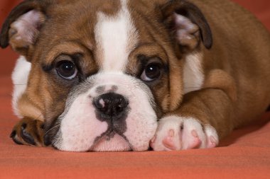 Bulldog yavrusu