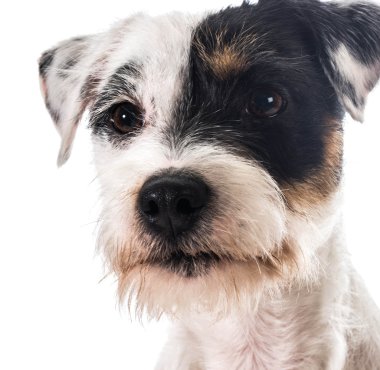 jack Russel terrier