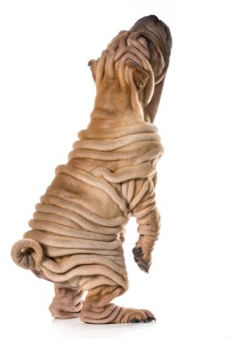 yalvarma köpek