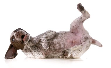 oynak köpek yavrusu