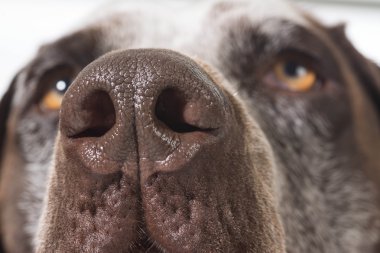 köpek burun