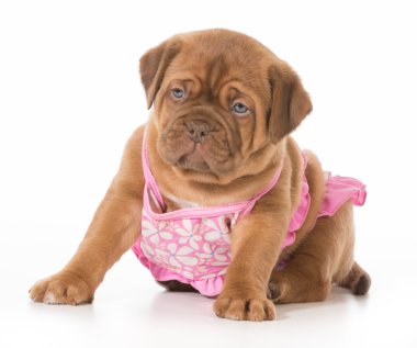 köpek bikini