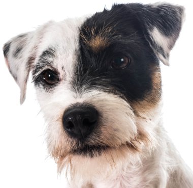 jack Russel terrier