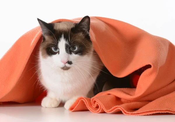 Кошка прячется под одеялом — стоковое фото