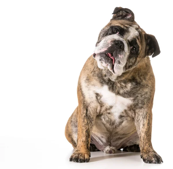 Englische Bulldogge — Stockfoto