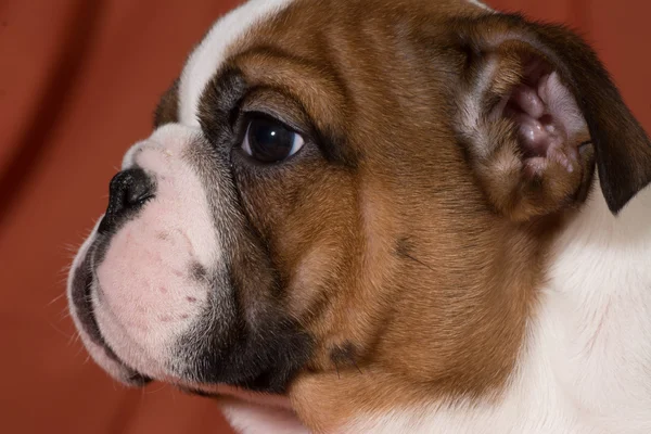 Bulldog puppy — Stockfoto