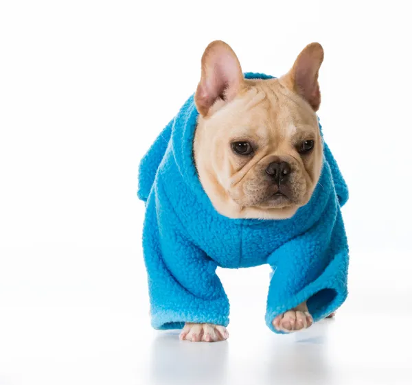 French bulldog — Stock Photo, Image