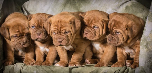 Camada de cachorros — Foto de Stock