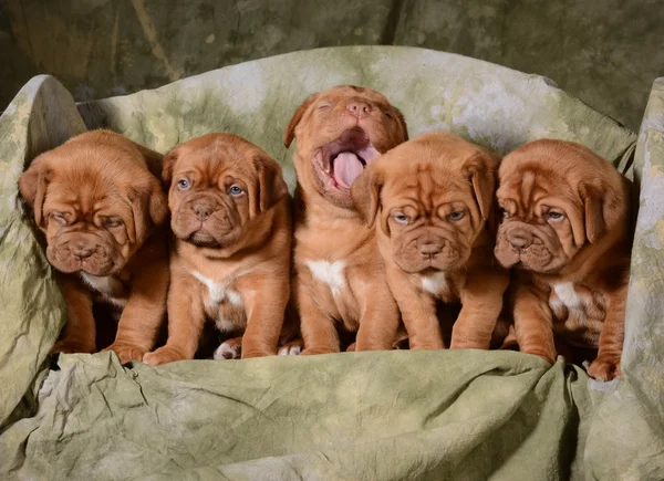 Camada de cachorros — Foto de Stock