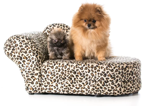 Pomerania adulto y cachorro —  Fotos de Stock