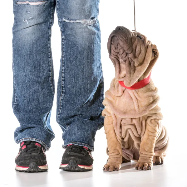 Entrenamiento de perros — Foto de Stock