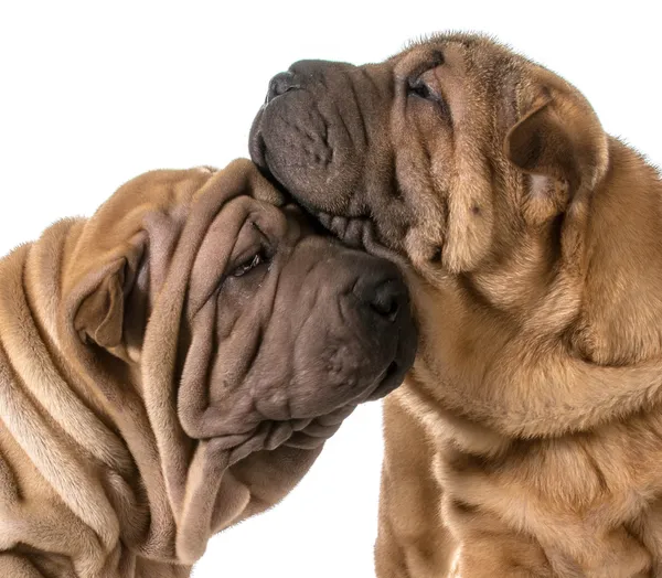 Amor de cão — Fotografia de Stock