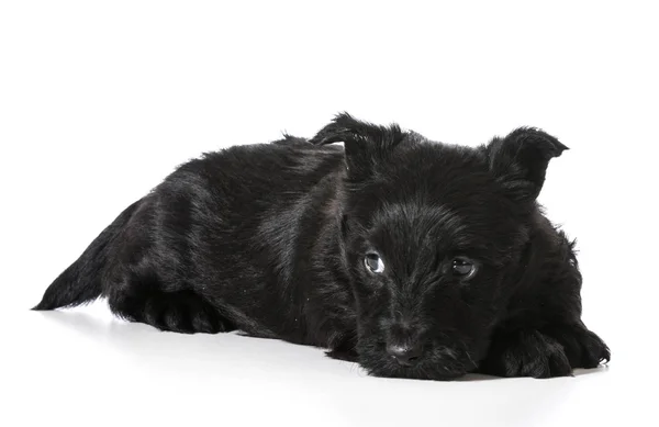 Cãozinho Terrier escocês — Fotografia de Stock