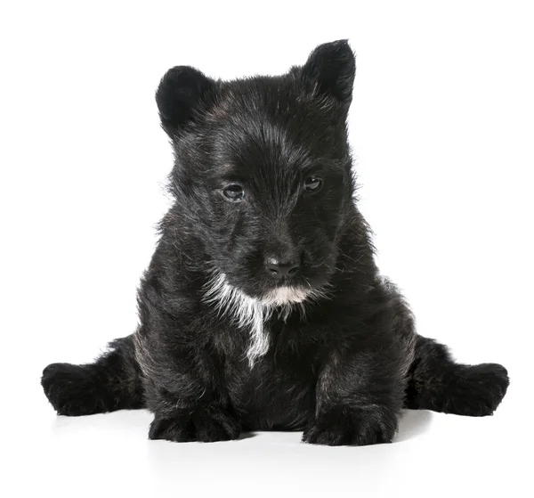 Schotse Terriër pup zitten — Stockfoto