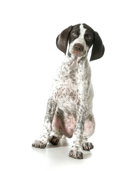 Alemão curto ponteiro filhote de cachorro fêmea — Fotografia de Stock