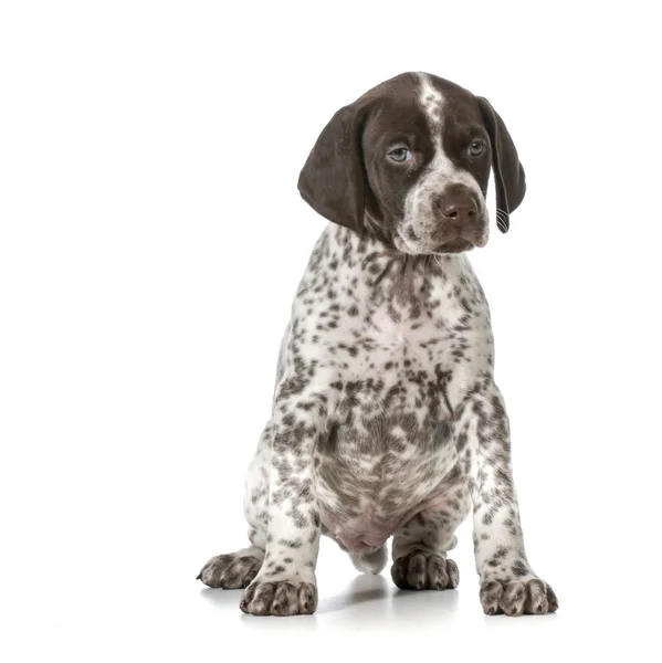 Schattig puppy — Stockfoto