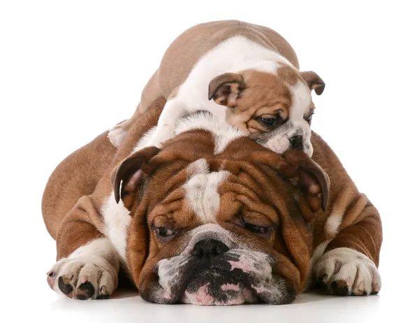 Dog father and son — Stock Photo, Image
