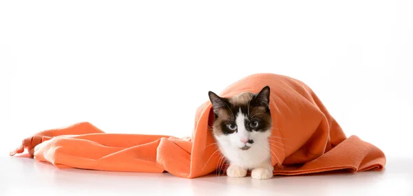 Chat caché sous la couverture — Photo