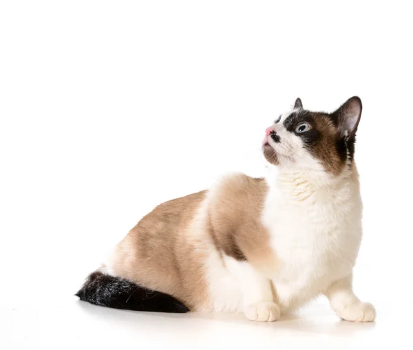 ラグドール猫 — ストック写真