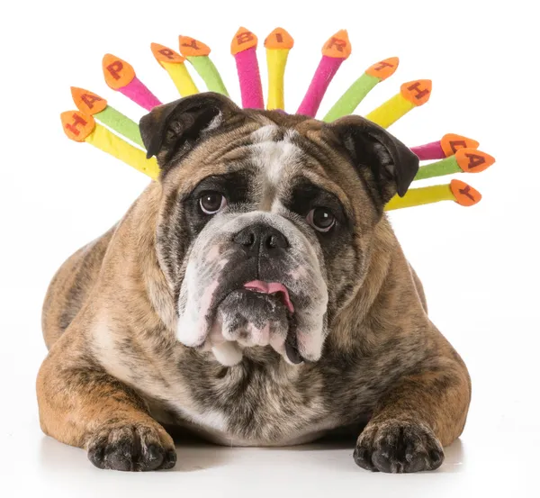 Birthday dog — Stock Photo, Image