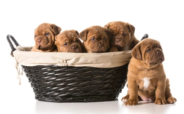 Litter of puppies — Stock Photo, Image