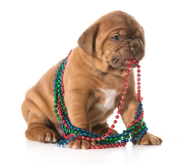 Cachorrinho fêmea — Fotografia de Stock