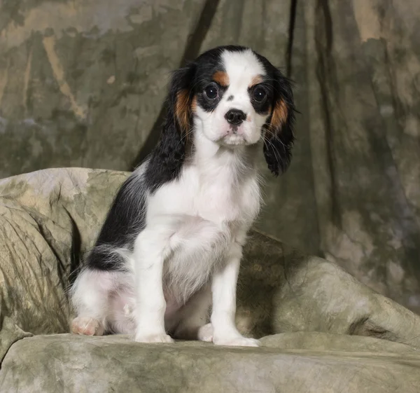 Cavalier King Charles Spaniel cachorro —  Fotos de Stock