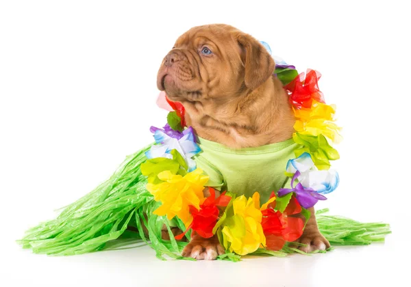 Hula pes — Stock fotografie