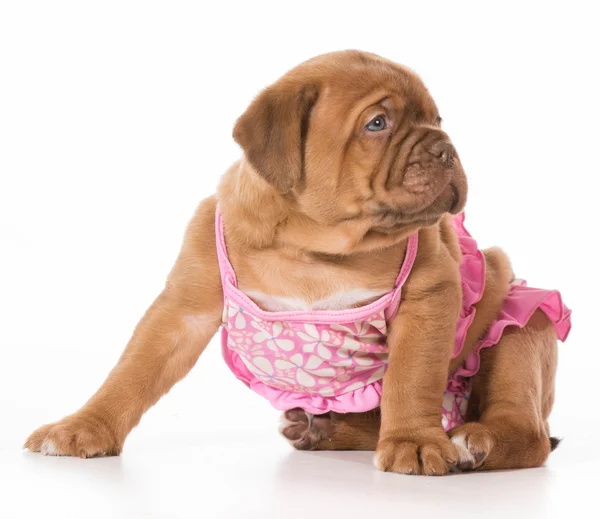 Cachorrinho fêmea — Fotografia de Stock