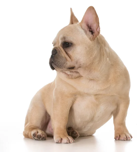 Französische Bulldogge — Stockfoto