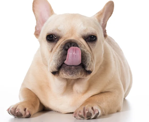 Franse bulldog — Stockfoto