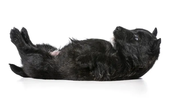 Puppy laying upside down on back — Stock Photo, Image