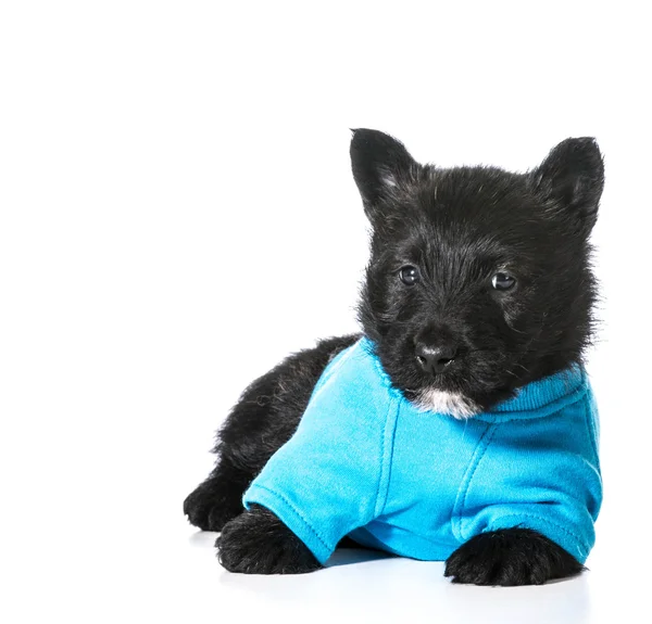 Cãozinho Terrier escocês — Fotografia de Stock