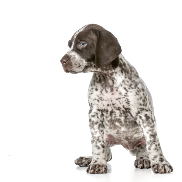 Cachorro ponteiro curto alemão — Fotografia de Stock