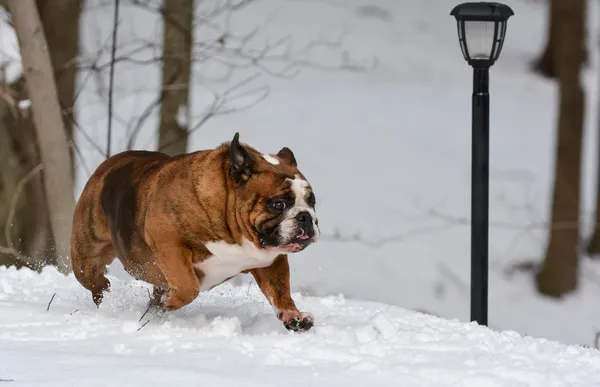 Köpek karda koşuyor. — Stok fotoğraf