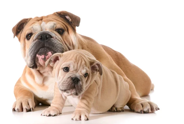 Padre e figlio cani — Foto Stock