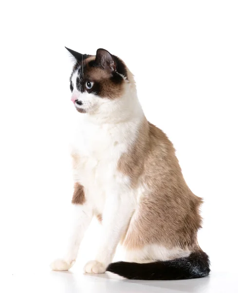 Ragdoll gato — Foto de Stock