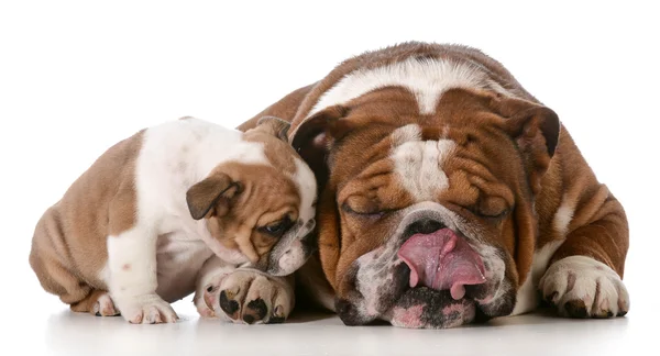 Bulldog far och son — Stockfoto