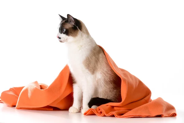 Cat under cover — Stock Photo, Image