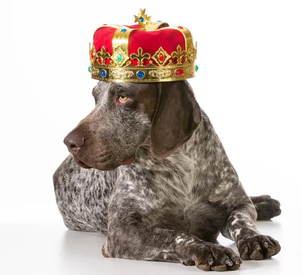 Spoiled dog — Stock Photo, Image